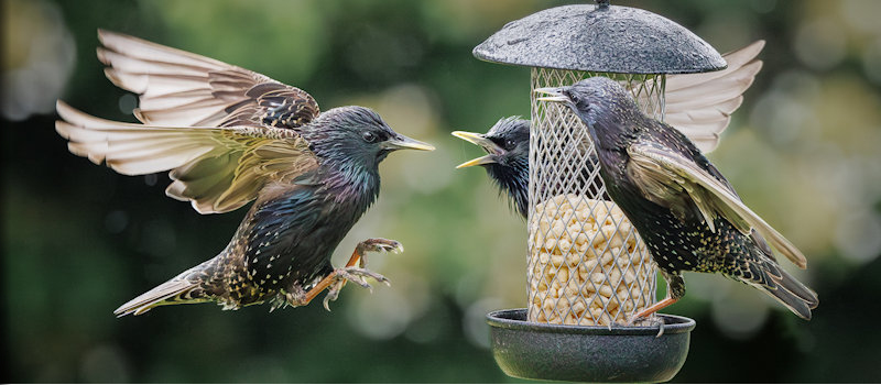 Picture: Mark Russell-Three is a Crowd